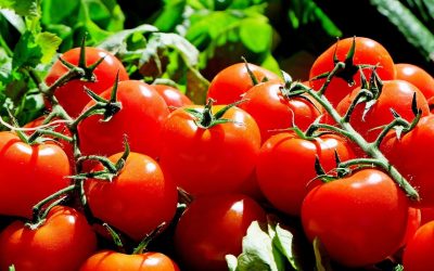Tomates : les différentes variétés